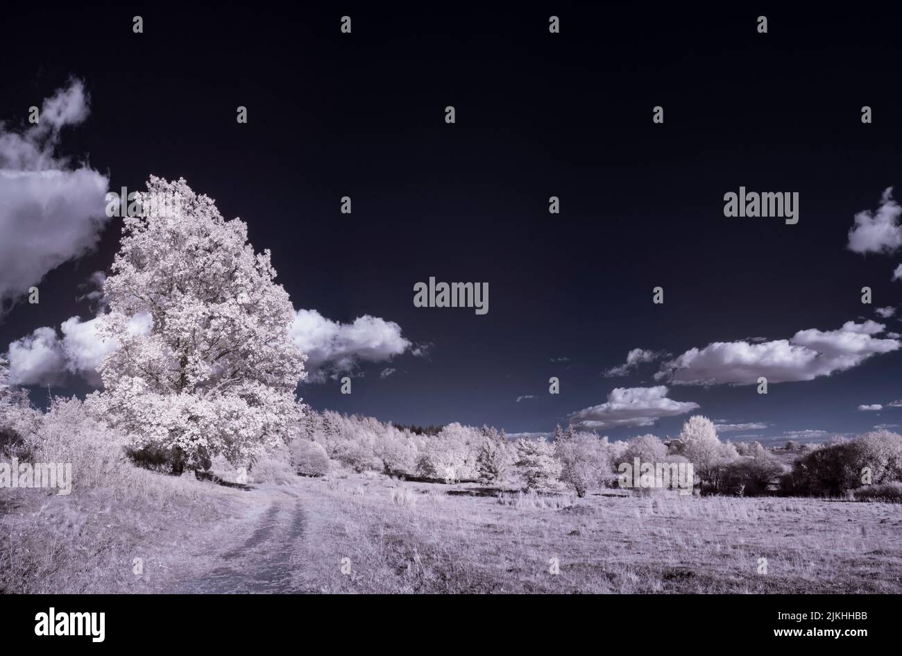 Blick auf ein schneebedecktes Feld mit Bäumen und Sträuchern unter dem wolkigen Himmel Stockfoto