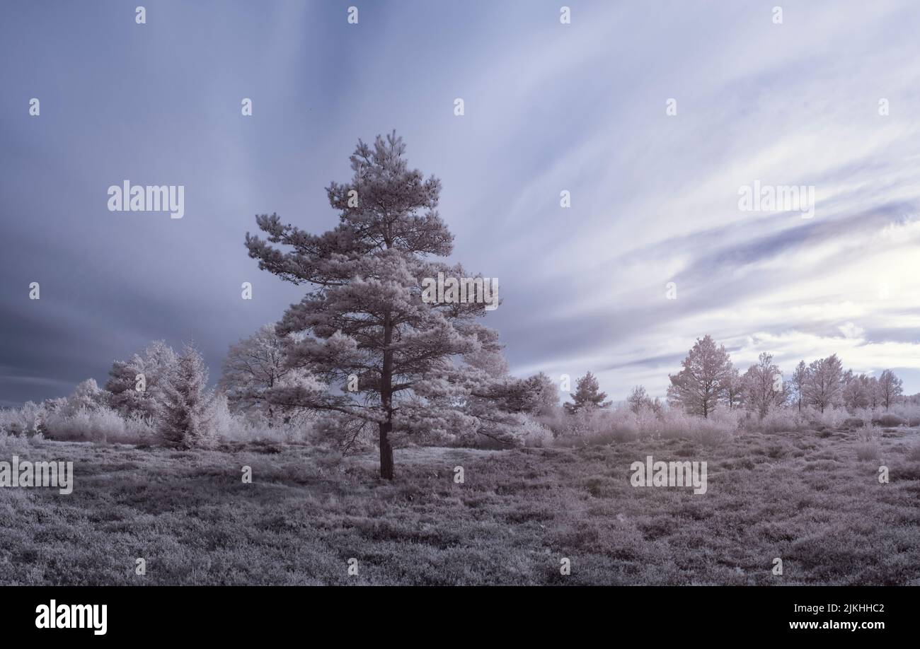Eine natürliche Landschaft eines Feldes mit Bäumen unter dem wolkigen Himmel Stockfoto