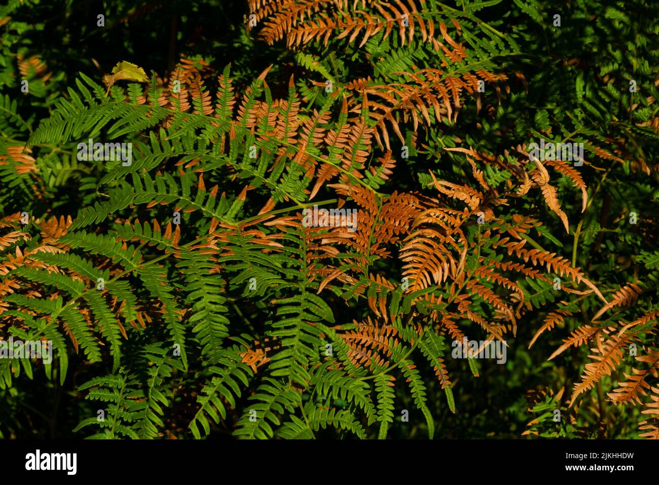 Grüner Farn im Sommer im Wald, braune verfärbte Blätter in der extremen Dürreperiode aufgrund des Klimawandels Stockfoto