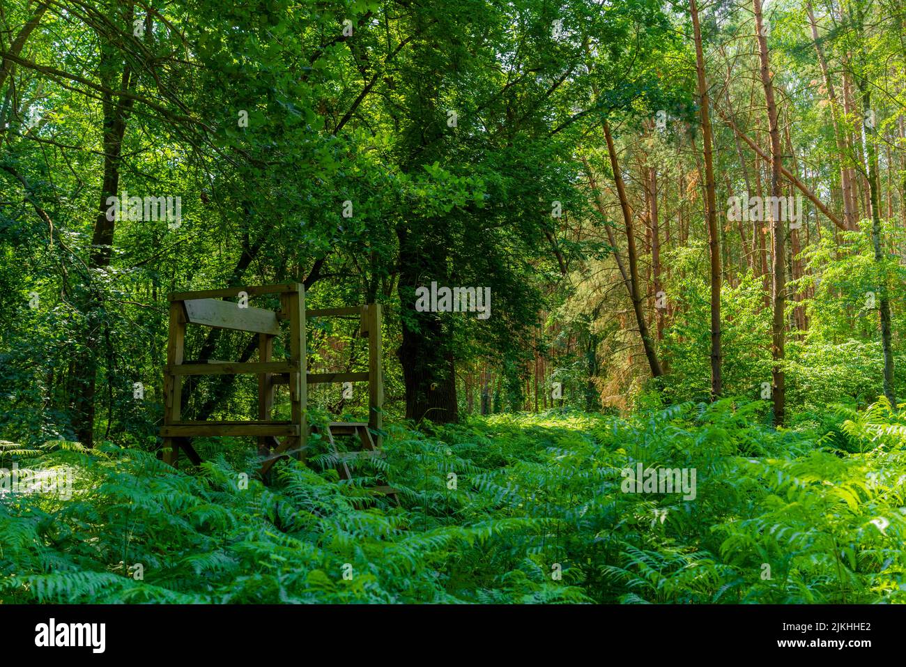Hoher Sitz für Jäger in einem Wald im Sommer, kompletter Waldboden mit Farn überwuchert Stockfoto
