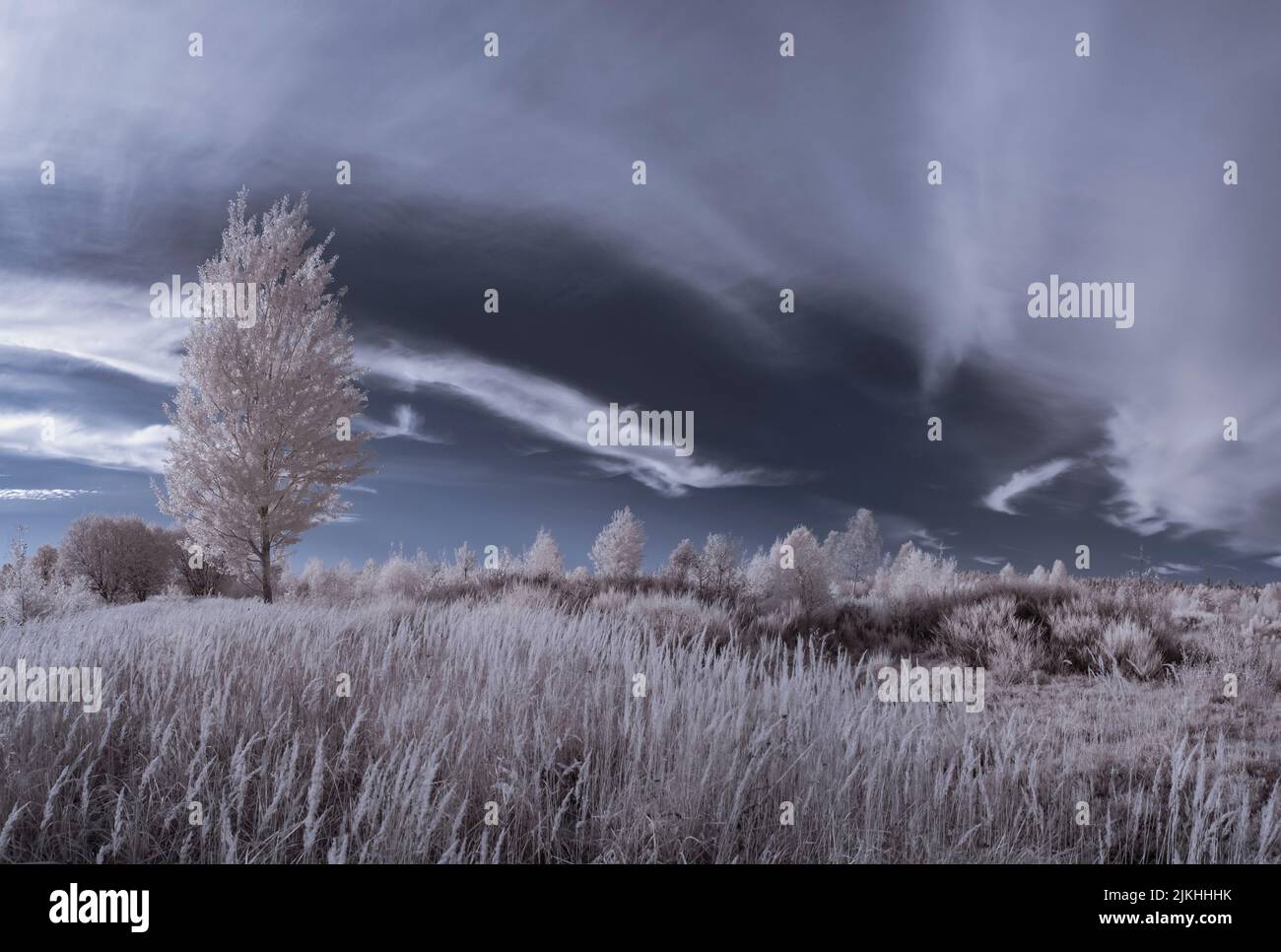Ein Blick auf ein weites Feld mit Bäumen und Sträuchern unter dem wolkigen Himmel Stockfoto