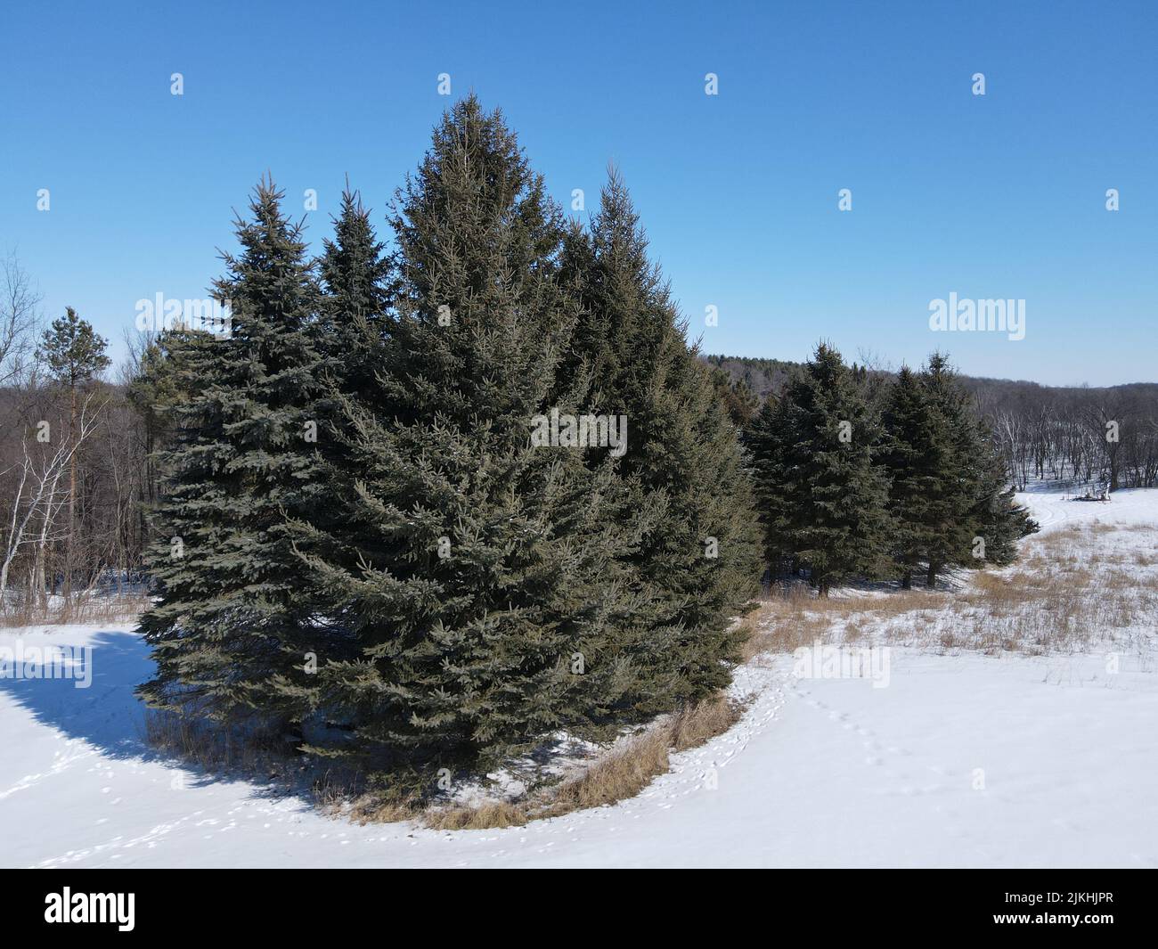 Ein kühlender Blick auf Pinien auf einem schneebedeckten Feld in Minnesota, USA, unter einem klaren blauen Himmel Stockfoto