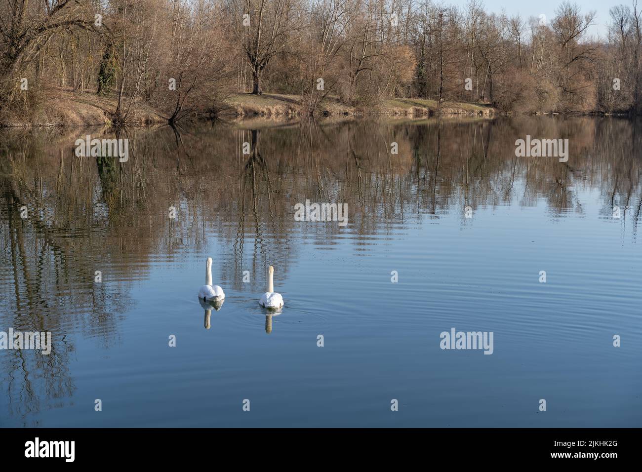 Eine Nahaufnahme von weißen Schwanen, die im See in der Nähe des Waldes schwimmen Stockfoto