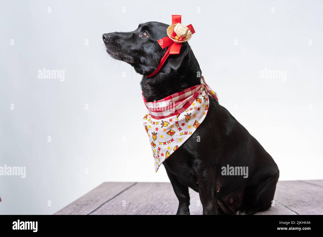 Ein schwarzer Hund mit roter Schleife und Bandana aus Festa junina Stockfoto