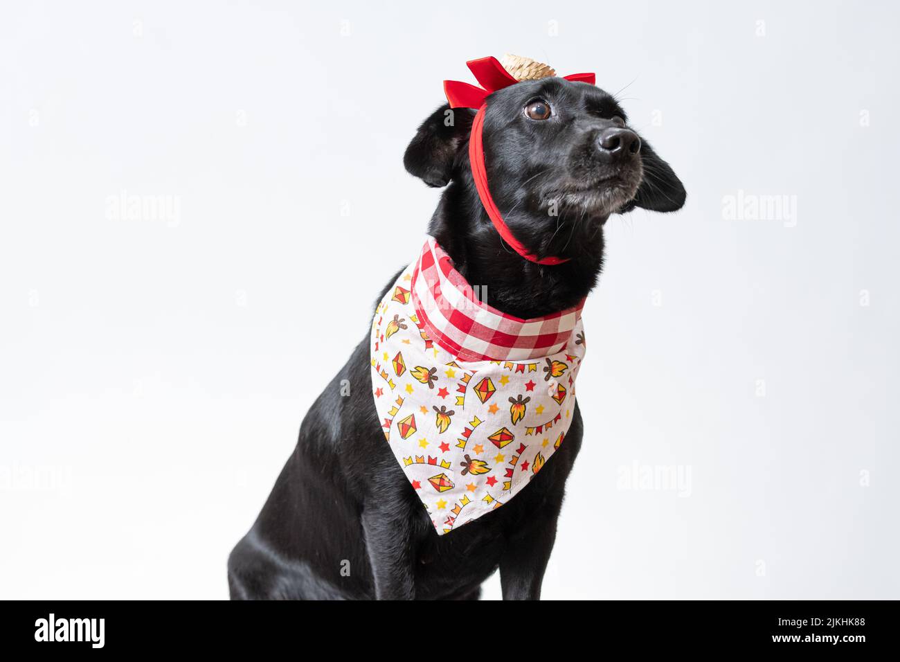 Ein schwarzer Hund mit roter Schleife und Bandana aus Festa junina Stockfoto
