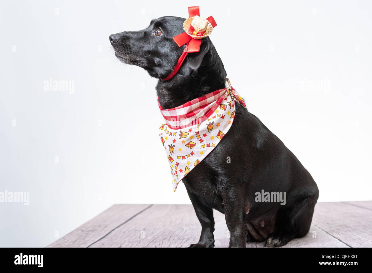 Ein schwarzer Hund mit roter Schleife und Bandana aus Festa junina Stockfoto