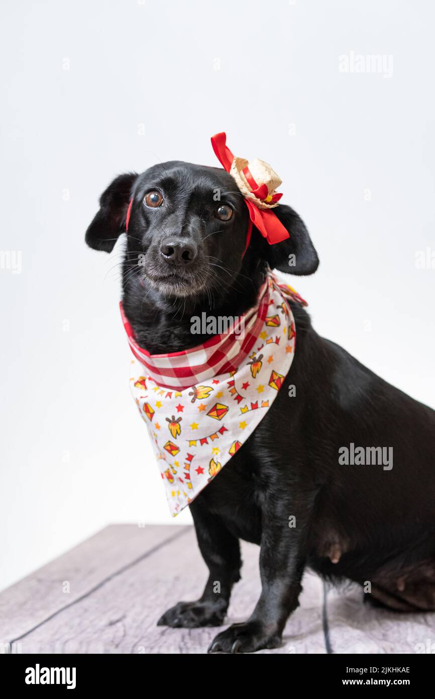 Ein schwarzer Hund mit roter Schleife und Bandana aus Festa junina Stockfoto
