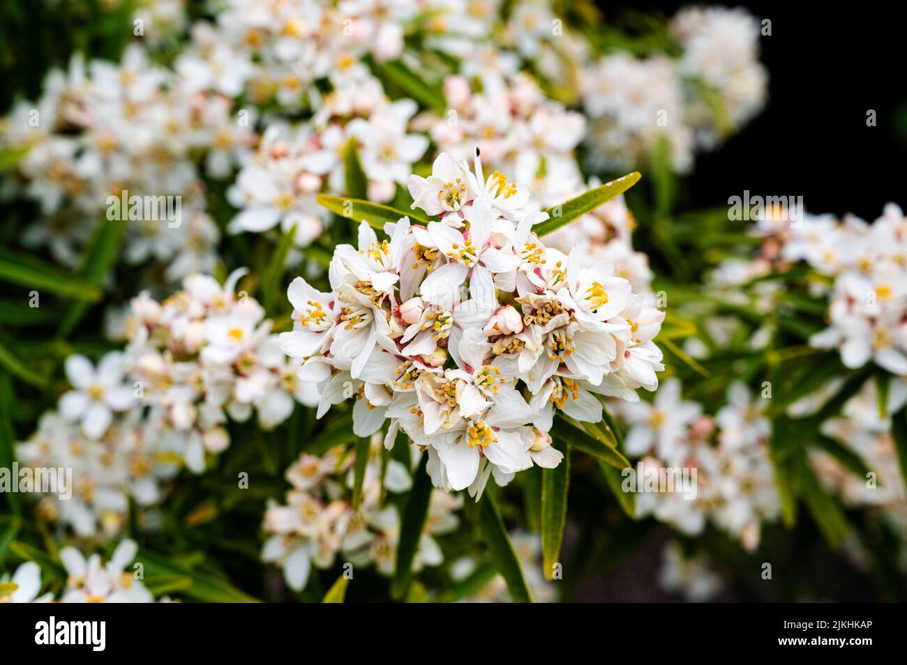 Choisya Dewitteana Aztec Pearl, mexikanische orange Aztec Pearl, Rutaceae, mexikanische Orangenblüte. Im Frühling blüht die weiße Blüte. Stockfoto
