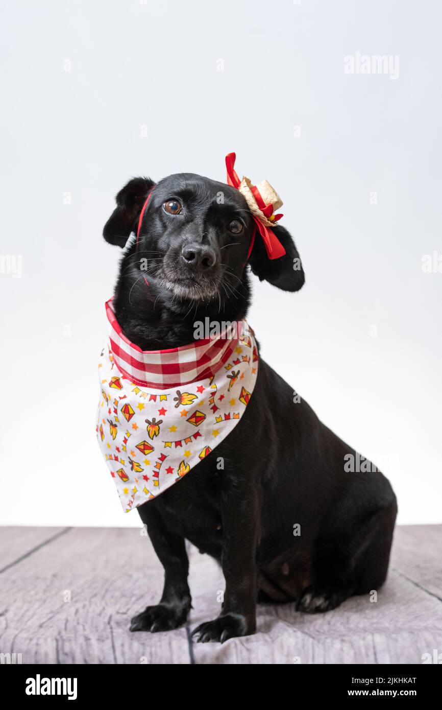 Ein schwarzer Hund mit roter Schleife und Bandana aus Festa junina Stockfoto