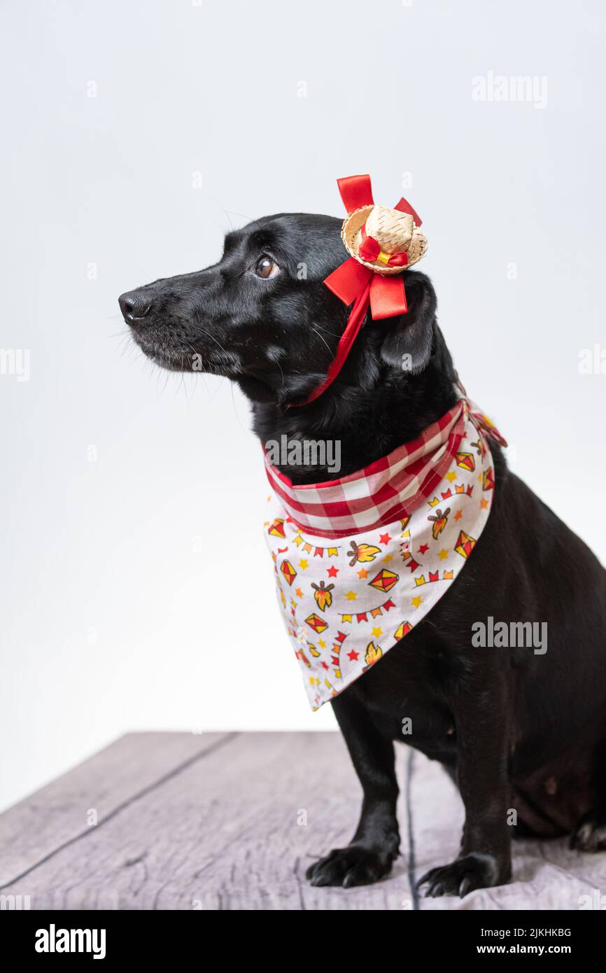 Ein schwarzer Hund mit roter Schleife und Bandana aus Festa junina Stockfoto