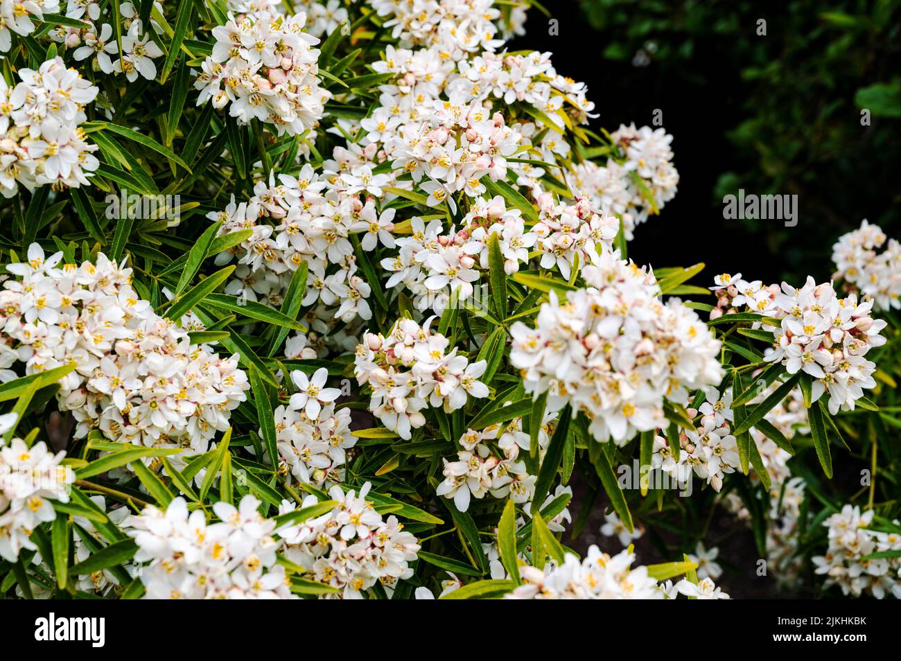 Choisya Dewitteana Aztec Pearl, mexikanische orange Aztec Pearl, Rutaceae, mexikanische Orangenblüte. Im Frühling blüht die weiße Blüte. Stockfoto