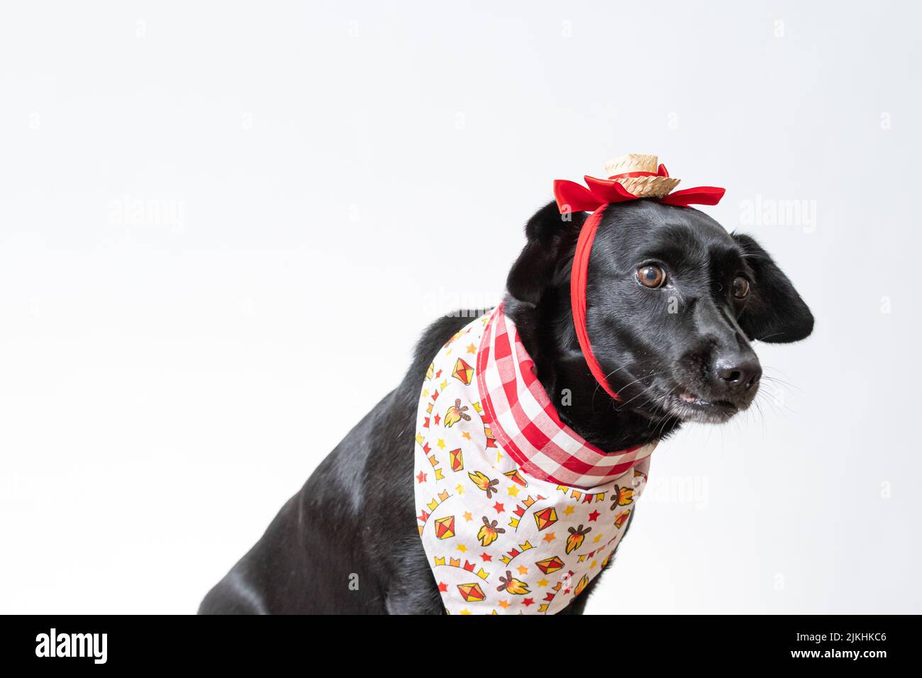 Ein schwarzer Hund mit roter Schleife und Bandana aus Festa junina Stockfoto