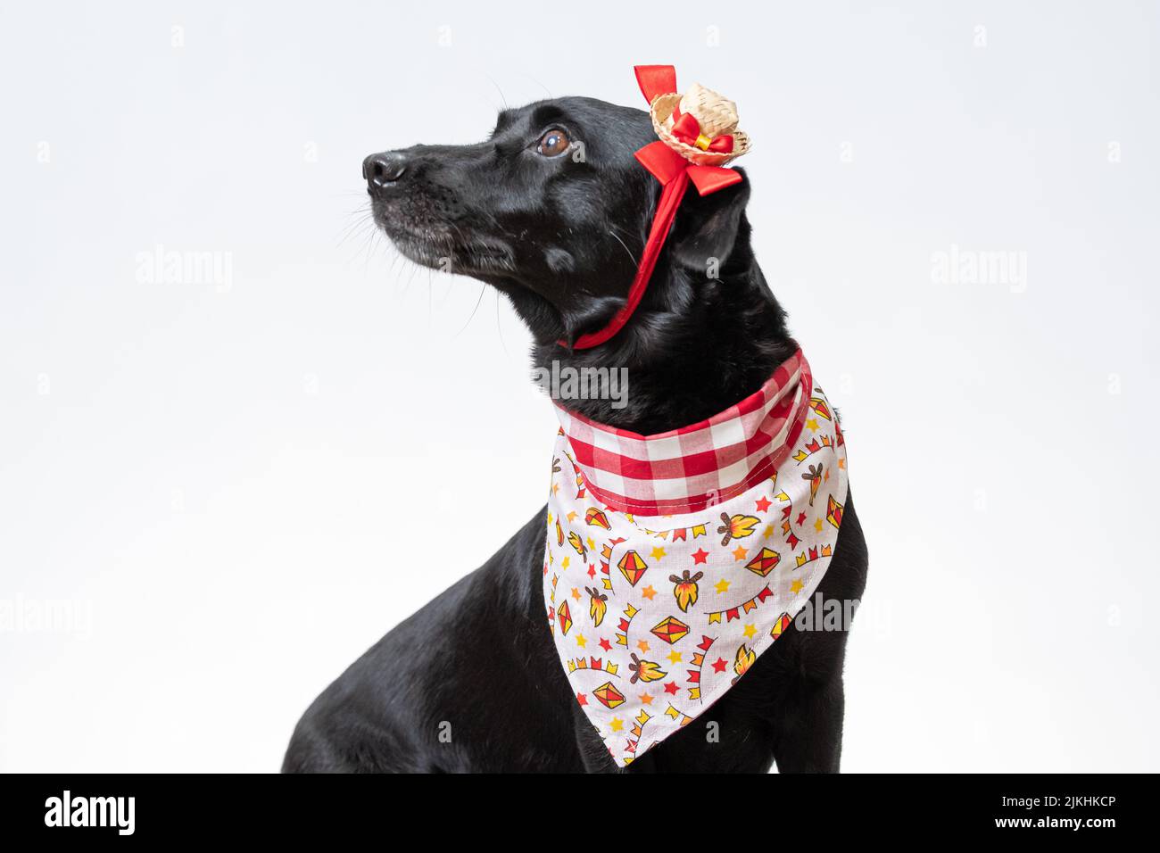 Ein schwarzer Hund mit roter Schleife und Bandana aus Festa junina Stockfoto