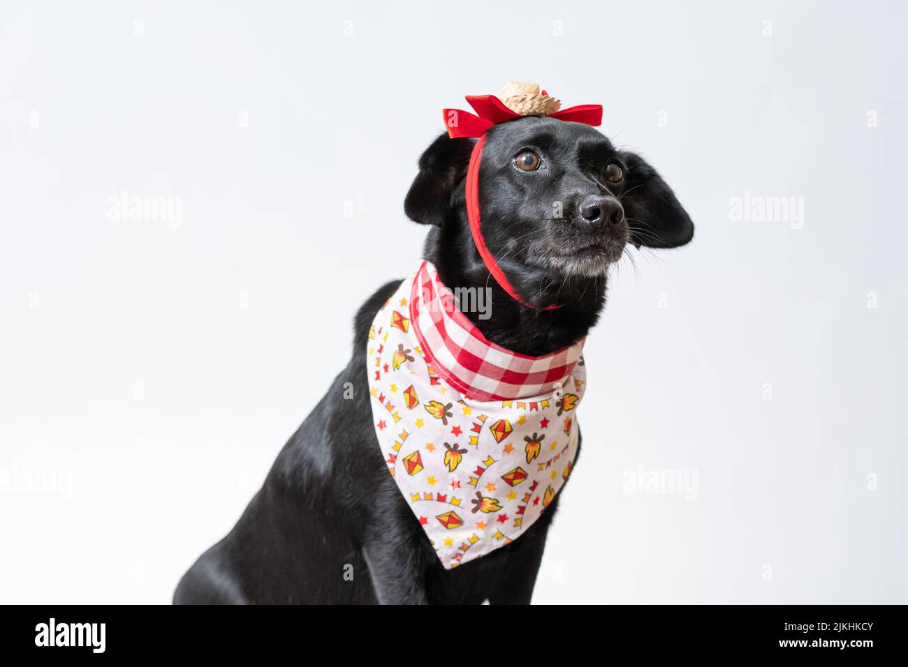 Ein schwarzer Hund mit roter Schleife und Bandana aus Festa junina Stockfoto