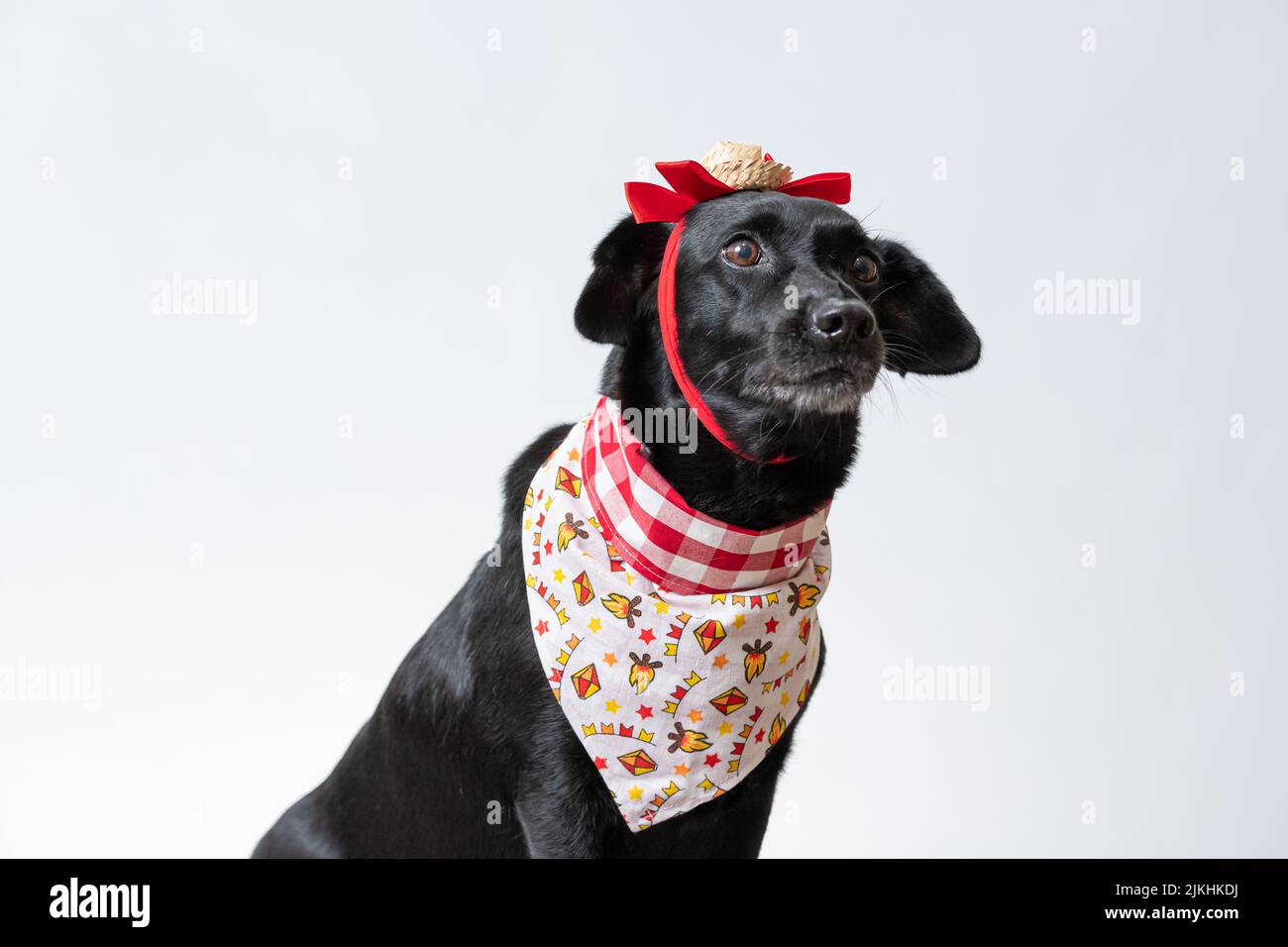 Ein schwarzer Hund mit roter Schleife und Bandana aus Festa junina Stockfoto