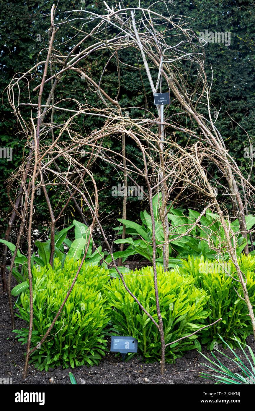 Unterstützung für natürliche holzige Pflanzen. Stockfoto