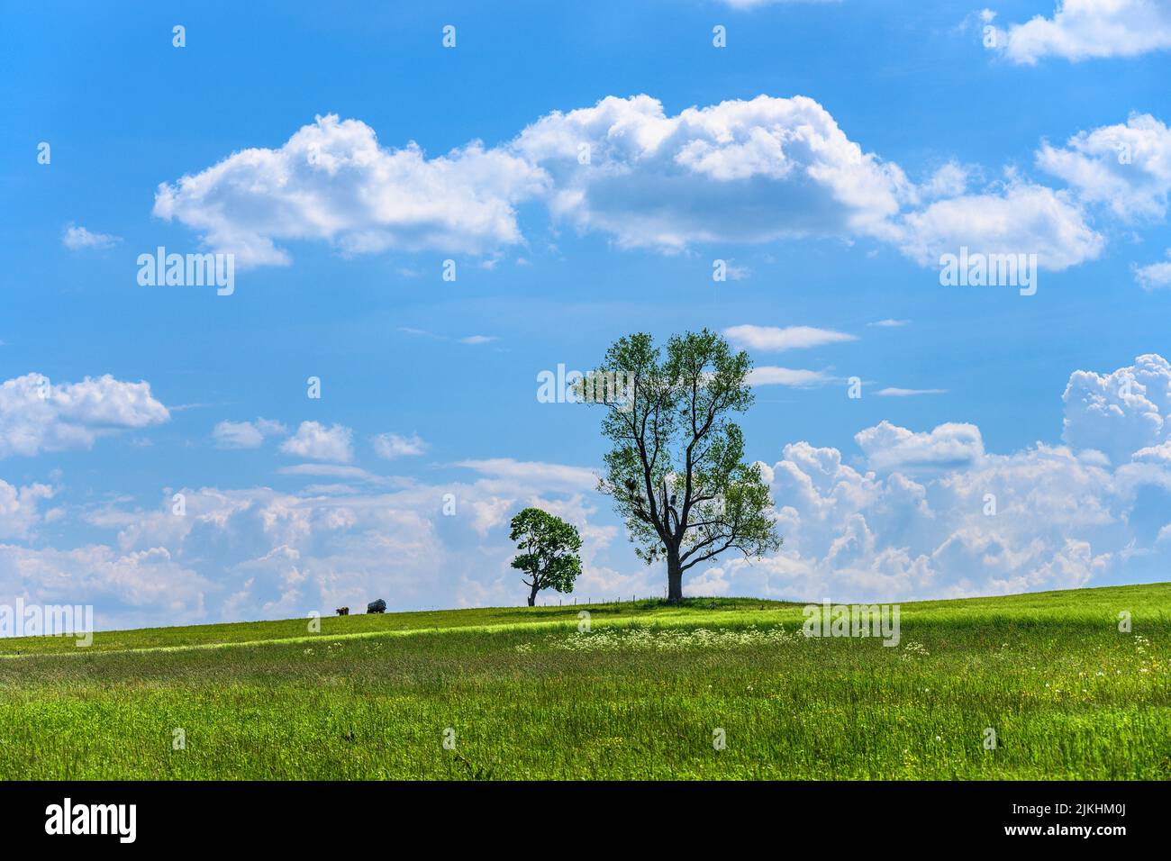 Deutschland, Bayern, Kreis Starnberg, Berg, Bezirk Aufkirchen, Frühlingslandschaft Stockfoto