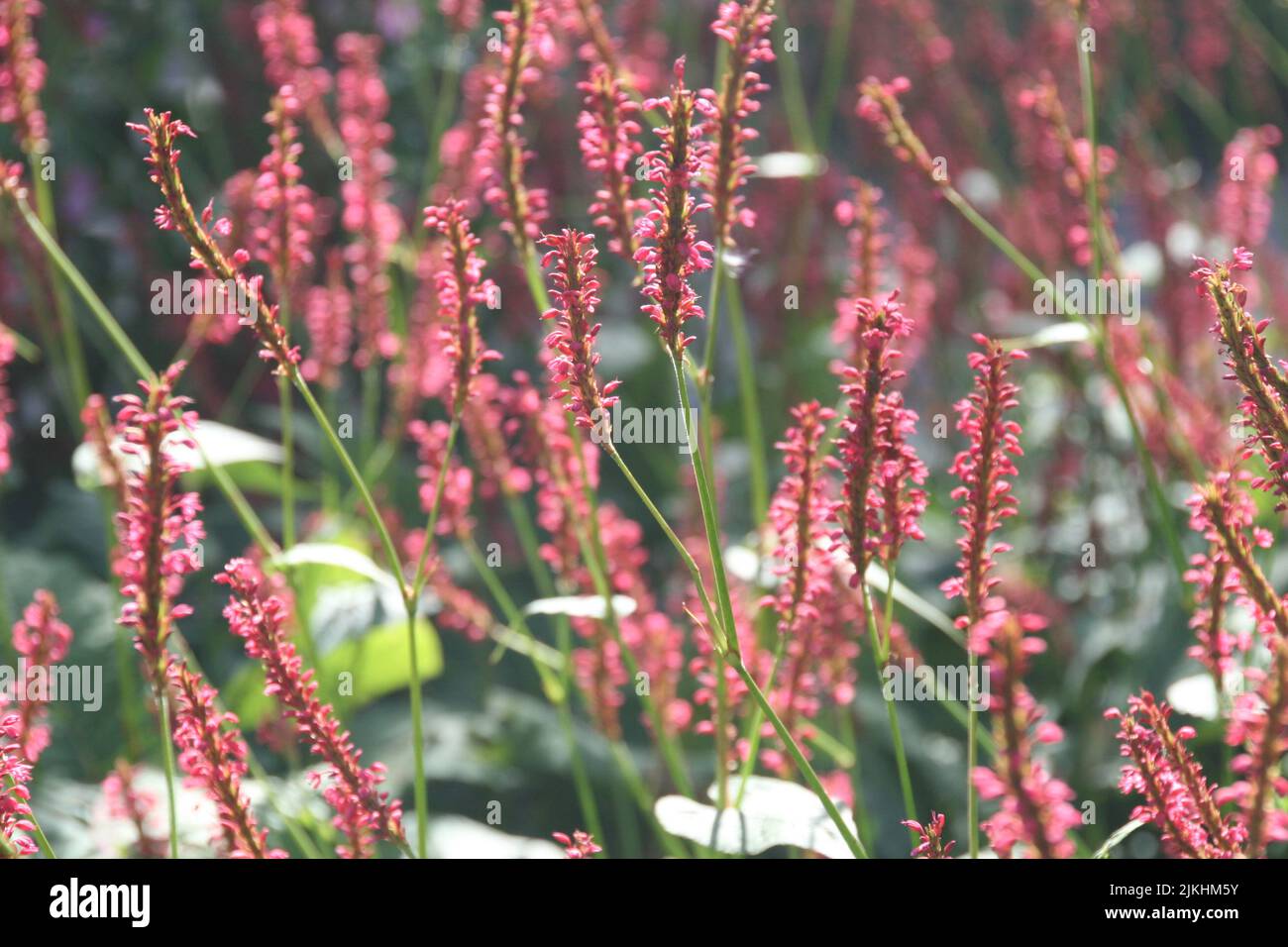 Eine malerische Aussicht auf rote bistorte krautige Blumen in einem verschwommenen Hintergrund Stockfoto