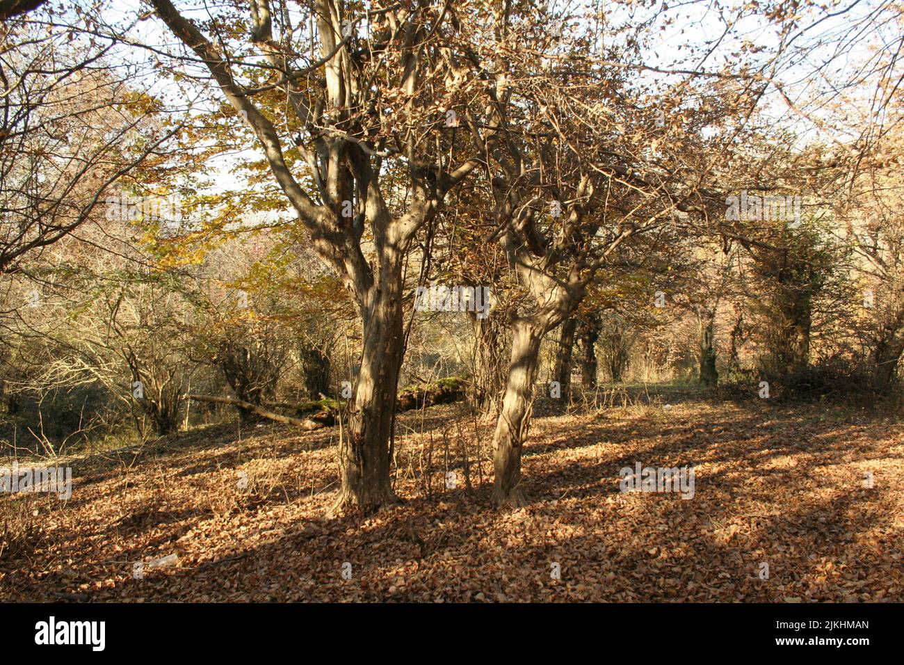 Der alte Wald von Shiade Babol Stockfoto