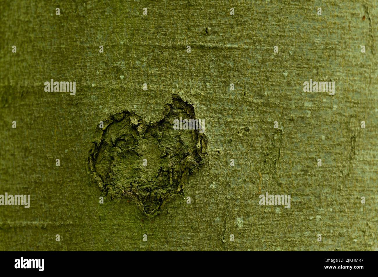 Herz in der Rinde eines Baumstammes, Nationalpark Hainich, Deutschland, Thüringen Stockfoto