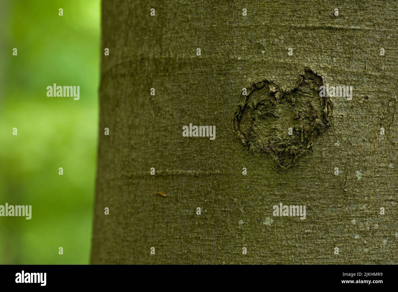 Herz in der Rinde eines Baumstammes, Nationalpark Hainich, Deutschland, Thüringen Stockfoto