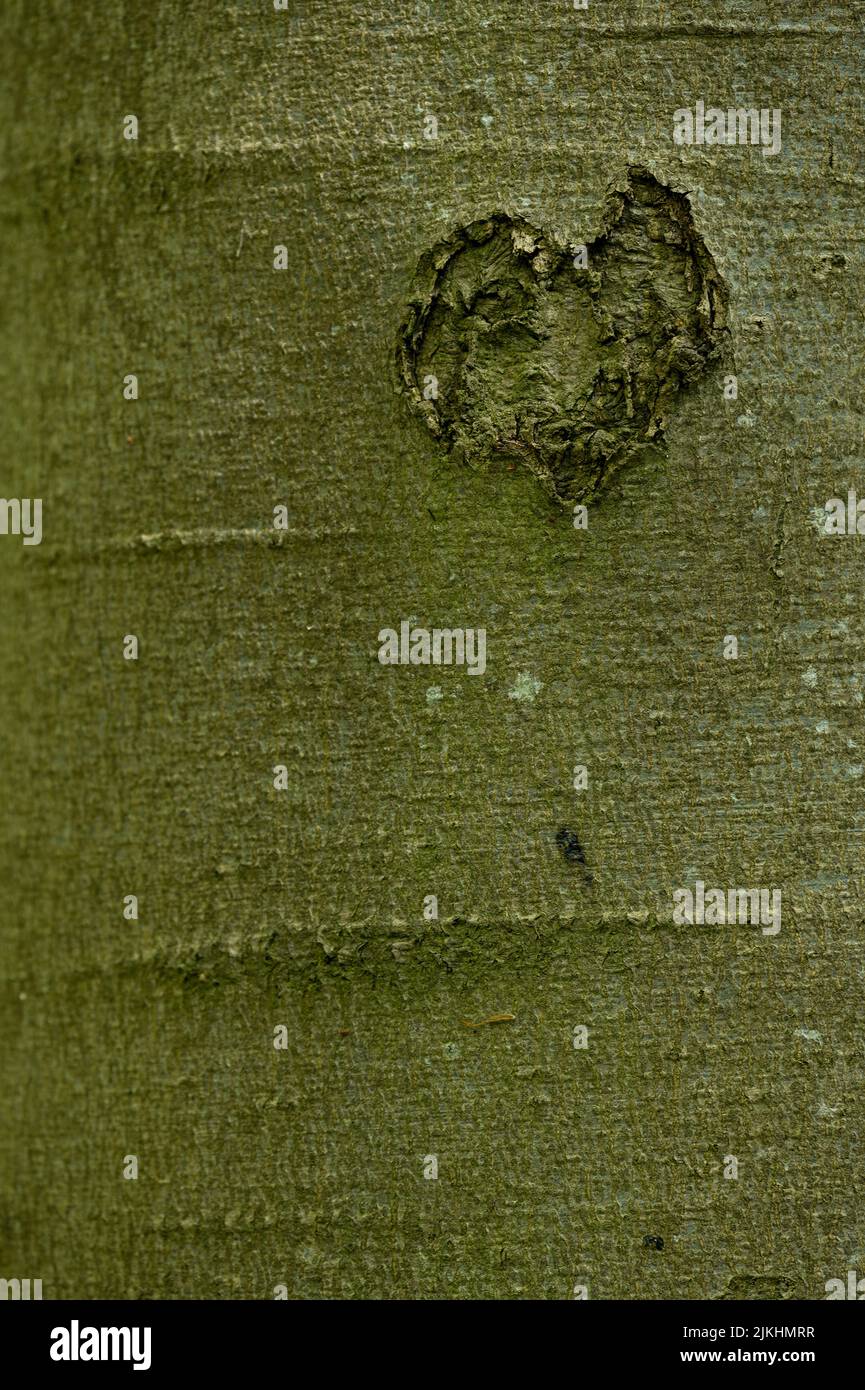 Herz in der Rinde eines Baumstammes, Nationalpark Hainich, Deutschland, Thüringen Stockfoto