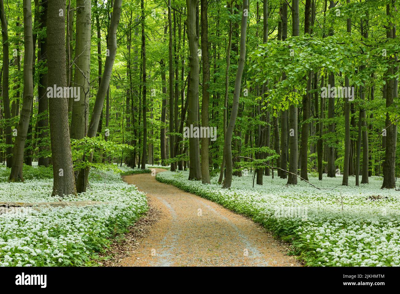 Weg durch den frühlingshaften Buchenwald, ein Teppich aus wilden Knoblauchblumen bedeckt den Waldboden, Hainich-Nationalpark, UNESCO-Weltkulturerbe Alte Buchenwälder, Deutschland, Thüringen Stockfoto