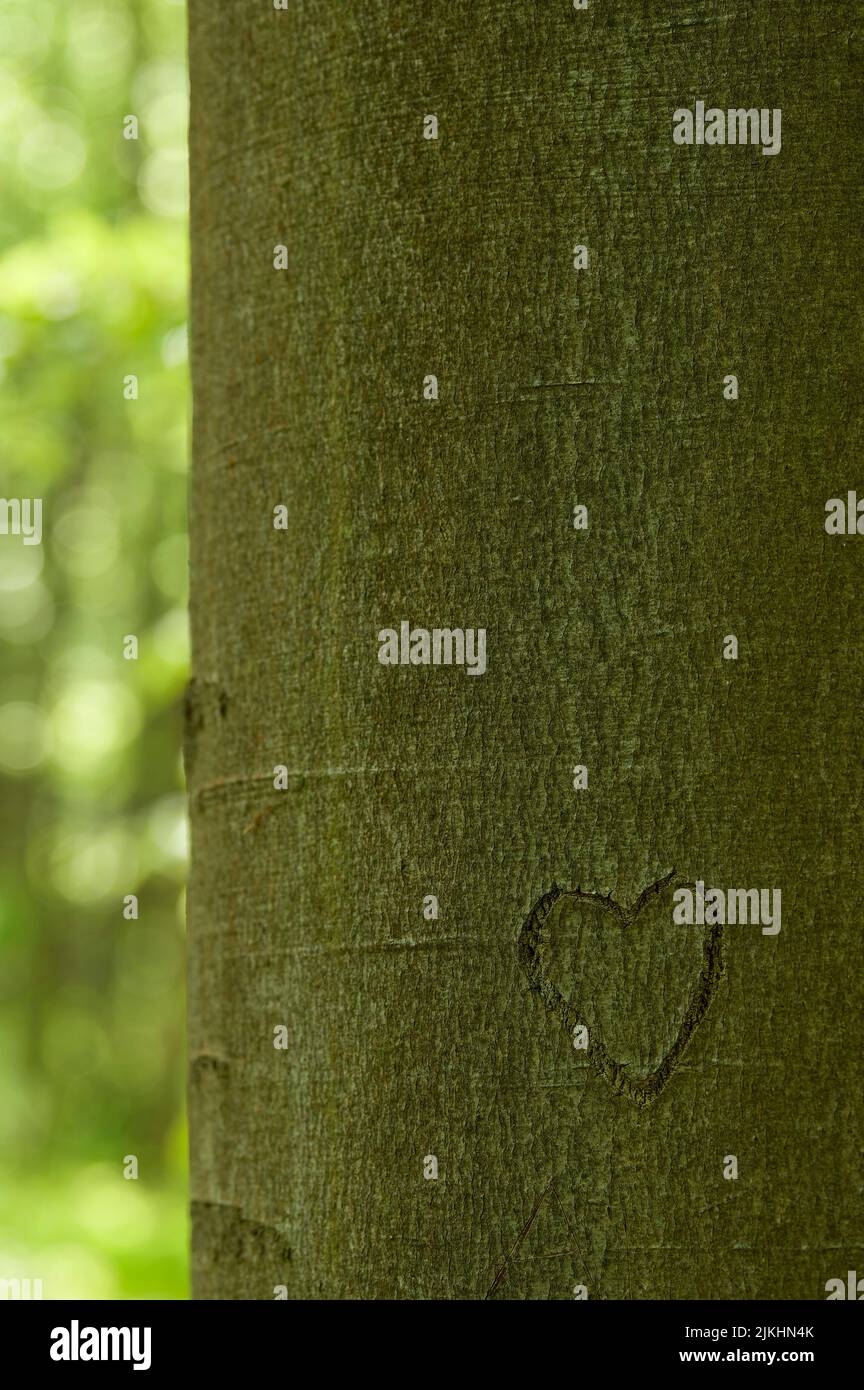 Geschnitztes Herz in der Rinde eines Baumstammes, Nationalpark Hainich, Deutschland, Thüringen Stockfoto