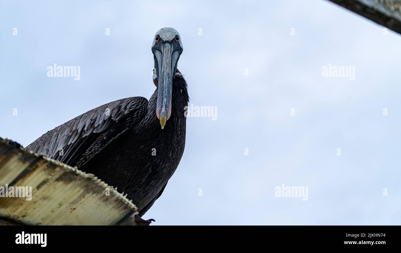 Ein Fischbein mit großem Schnabel und gefalteten Flügeln blickt direkt auf die Kamera Stockfoto
