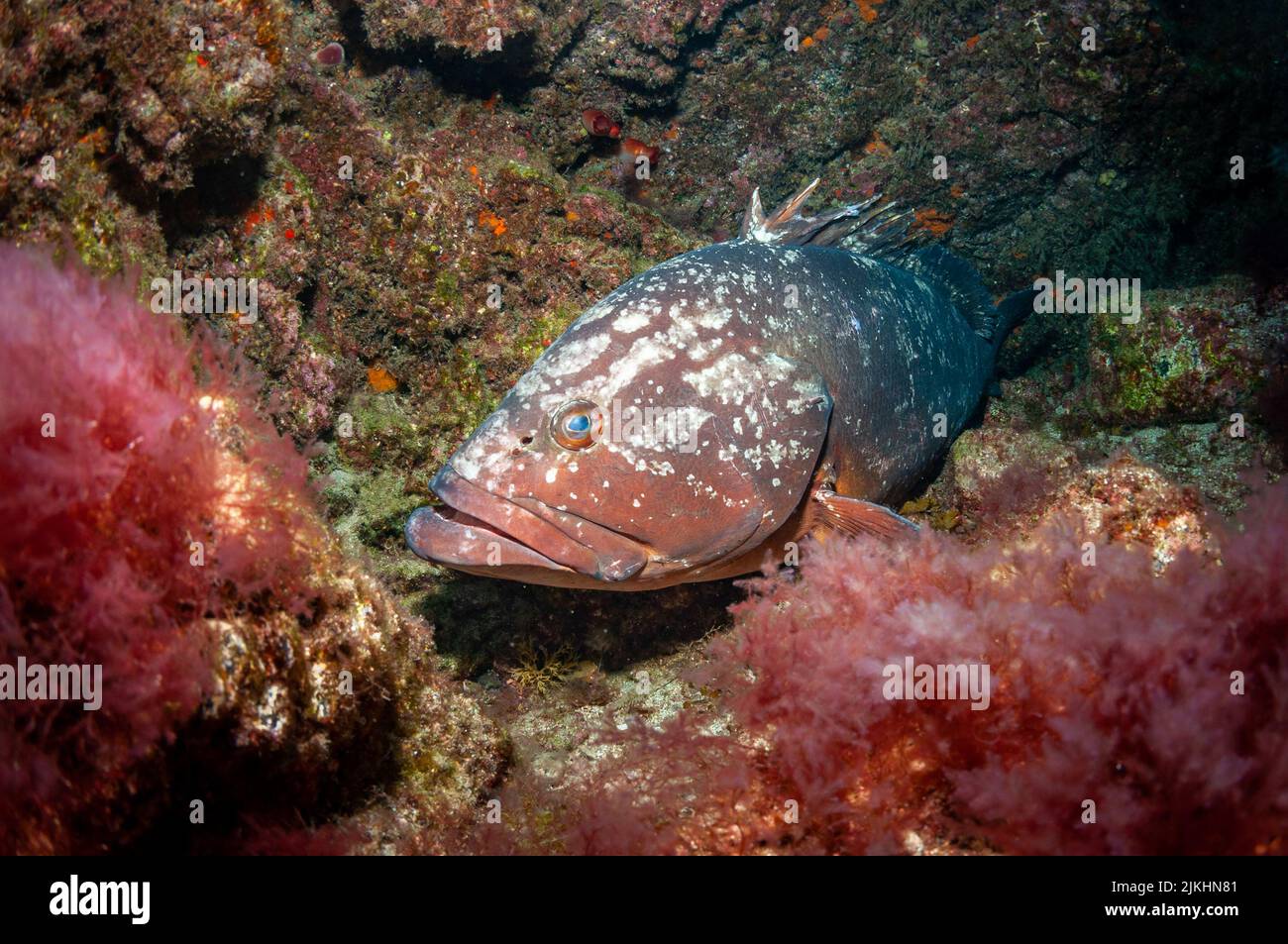Nahaufnahme einer Epinephelus-Fischart unter bunten Korallen unter Wasser Stockfoto