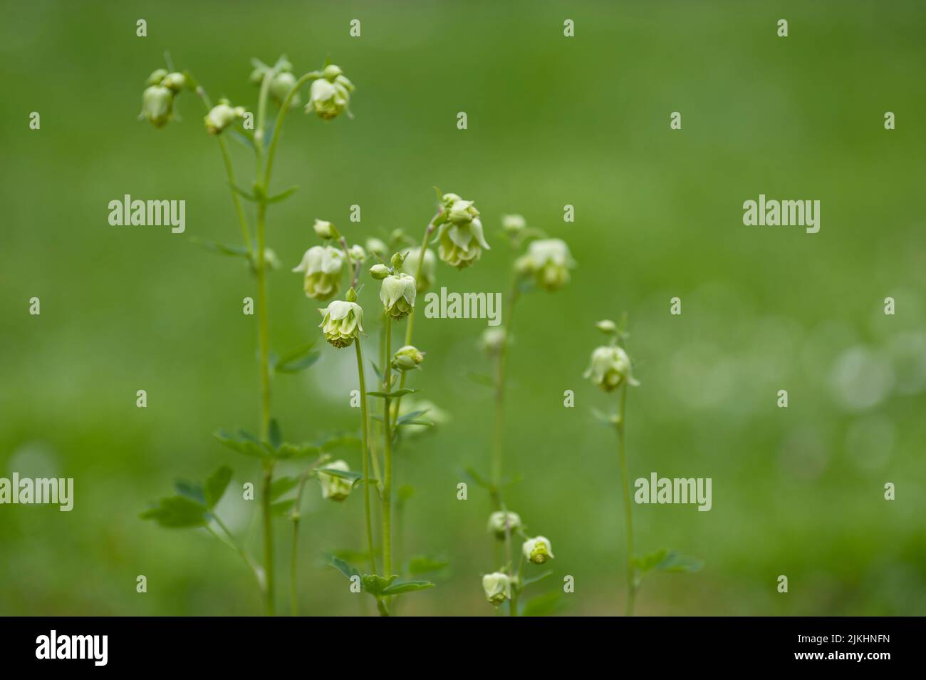 Junge hellgrüne Blüten von Säulenblume (Aquilegia), Deutschland Stockfoto