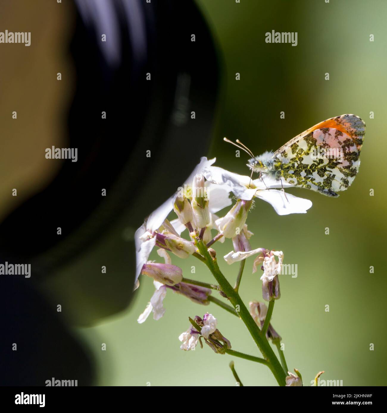 Orangefarbener Schmetterling (anthocharis cardamine) Männchen mit orangefarbenen Flügelspitzen auf Weiß mit ähnlichem, aber meliertem Unterflügel Stockfoto