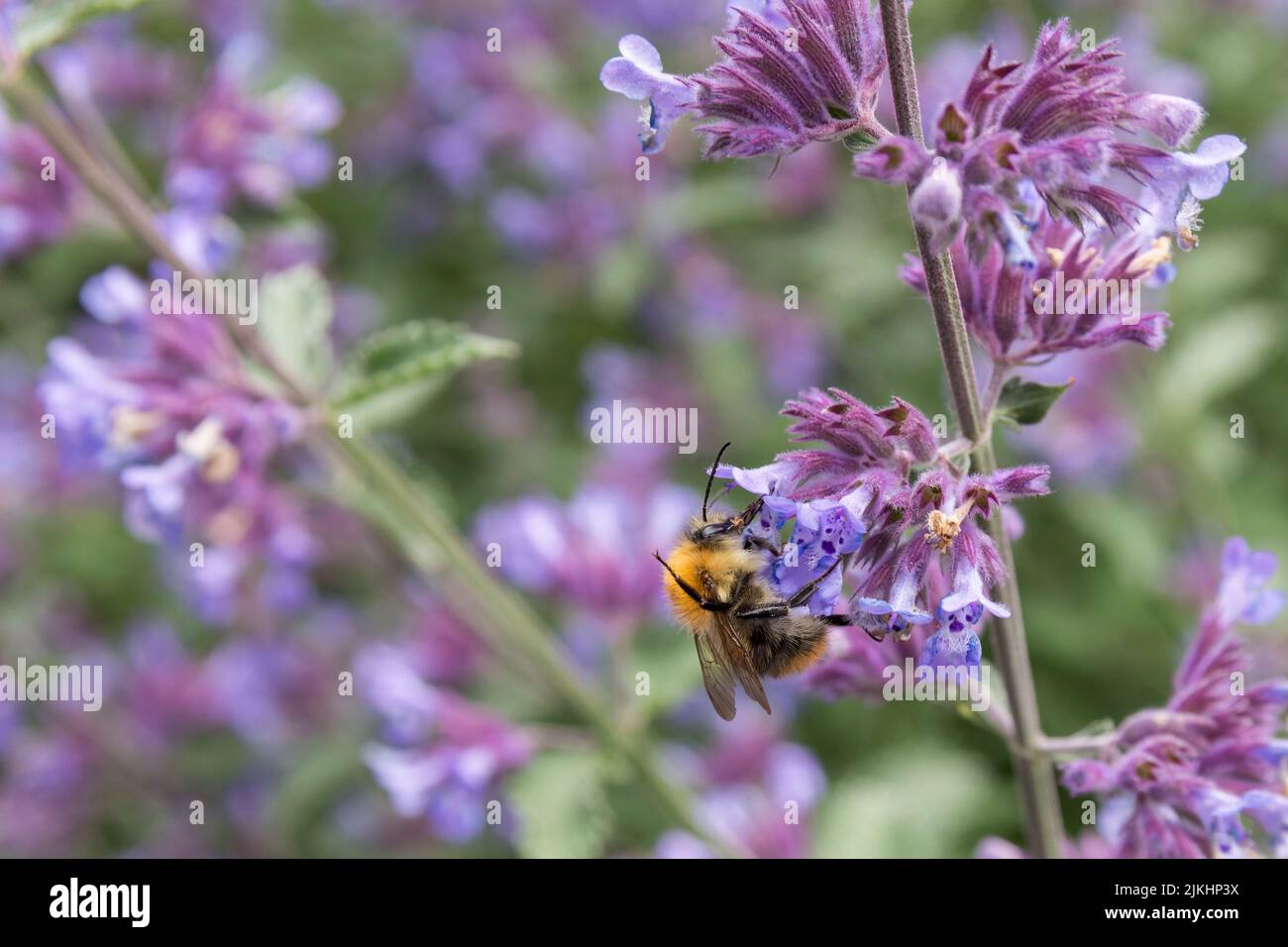 Carder Biene einer von mehreren ähnlichen Stielen, die sich von purpurnen Blüten ernähren, rotbraun behaarte Thorax buffish orange Abdomen schwarzer Kopf Beine Antennea Stockfoto