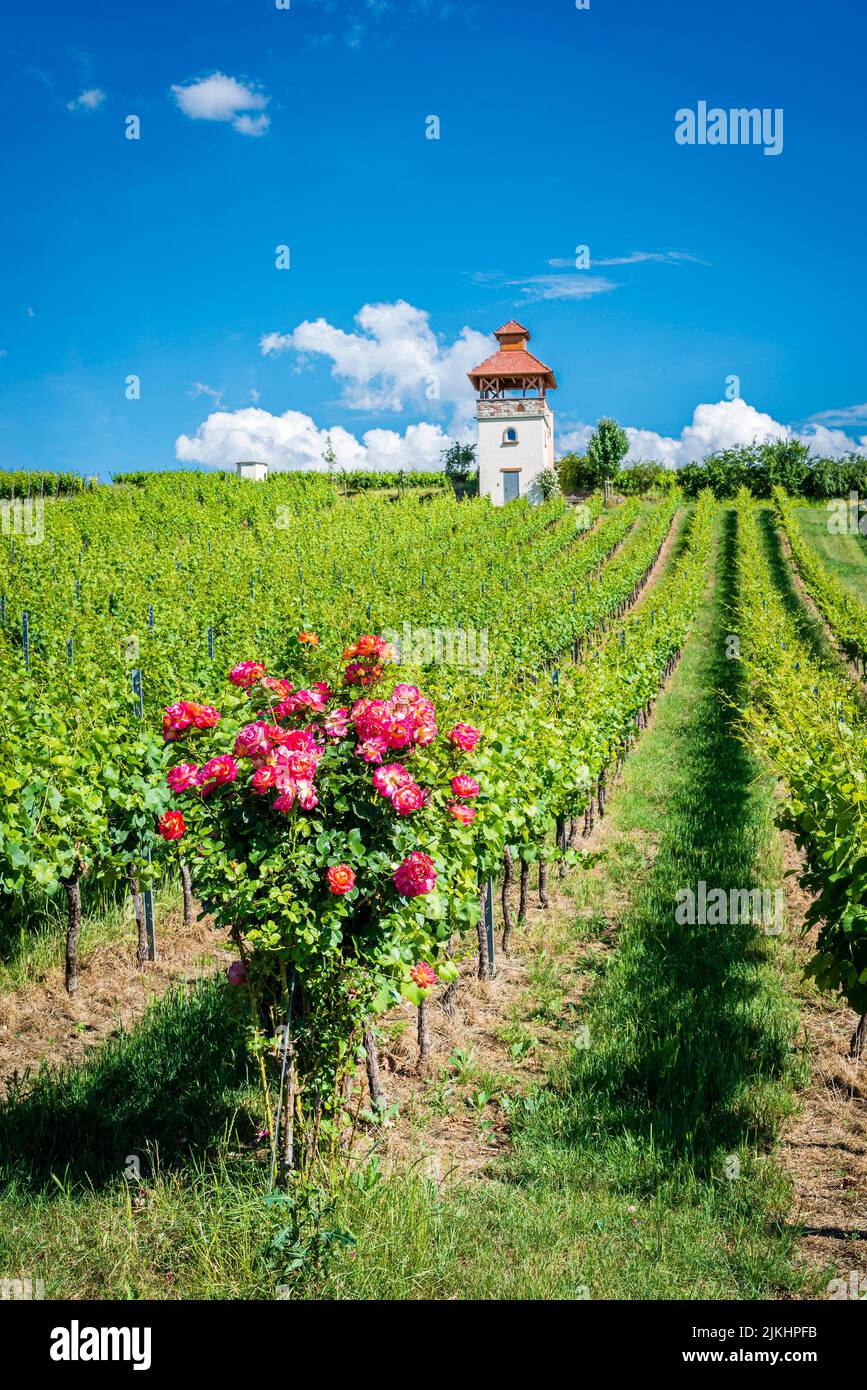 Turm im Weinberg bei Saulheim, Weingut Heinz-Willi Dechent, mehrgeschossiger Turm mit Aussichtsplattform und seitlichem Wendeltreppe, eines der schönsten Weinbaugebäude in Rheinhessen, Stockfoto