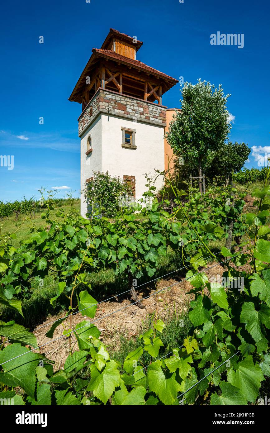 Turm im Weinberg bei Saulheim, Weingut Heinz-Willi Dechent, mehrgeschossiger Turm mit Aussichtsplattform und seitlichem Wendeltreppe, eines der schönsten Weinbaugebäude in Rheinhessen, Stockfoto