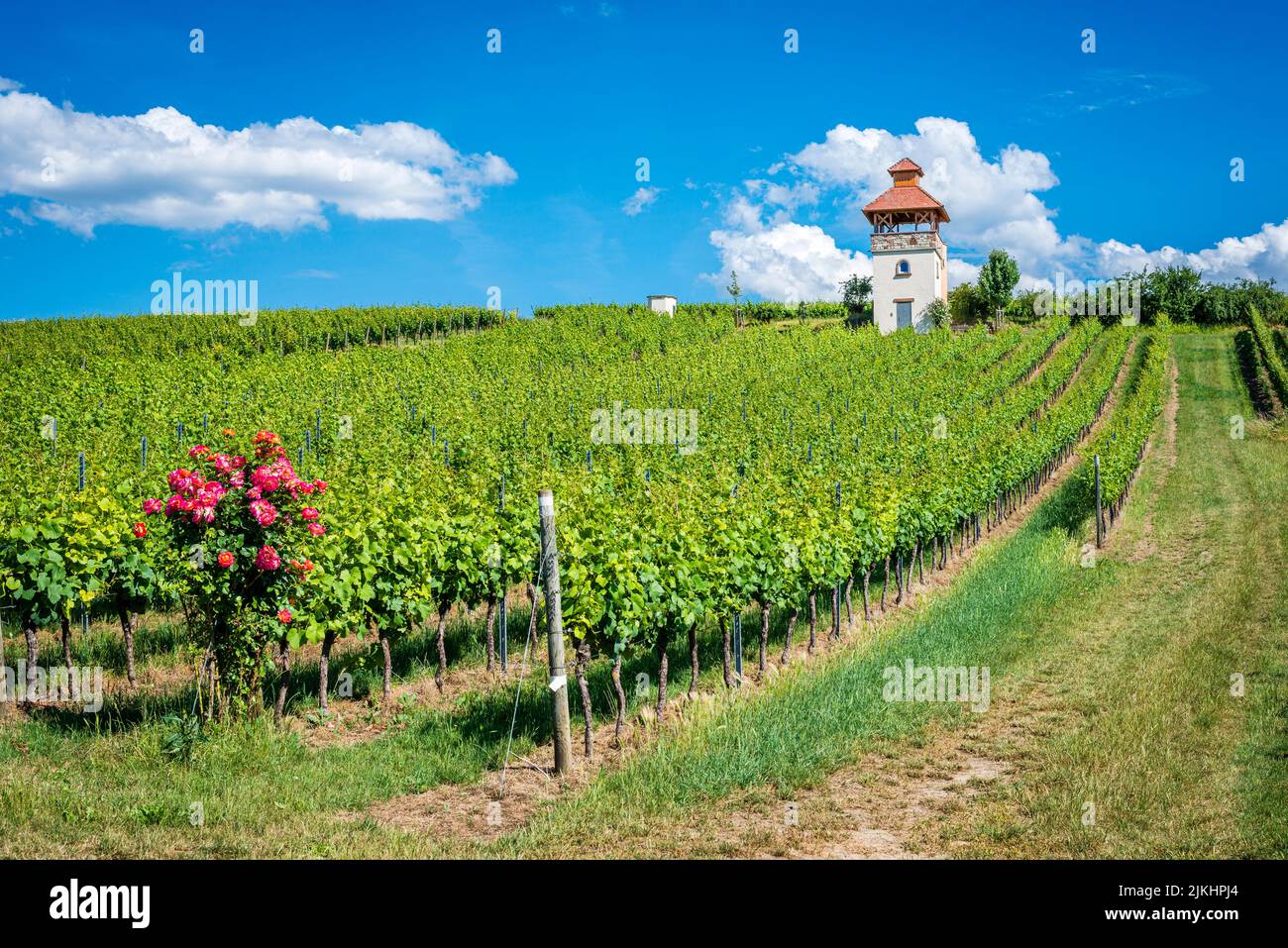 Turm im Weinberg bei Saulheim, Weingut Heinz-Willi Dechent, mehrgeschossiger Turm mit Aussichtsplattform und seitlichem Wendeltreppe, eines der schönsten Weinbaugebäude in Rheinhessen, Stockfoto