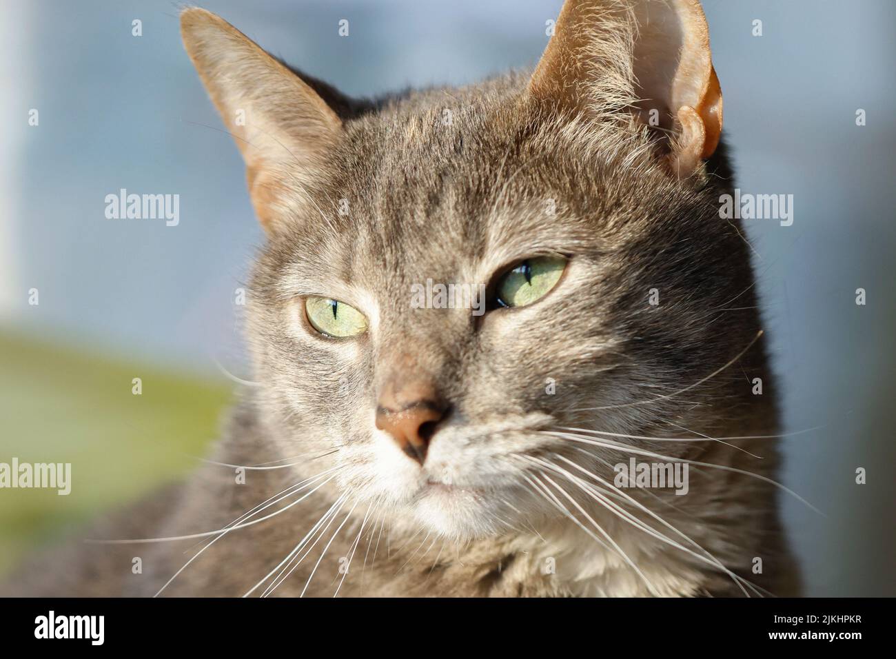 Eine selektive Fokusaufnahme eines wunderschönen grauen Kätzchens mit grünen Augen, das in die Ferne blickt Stockfoto