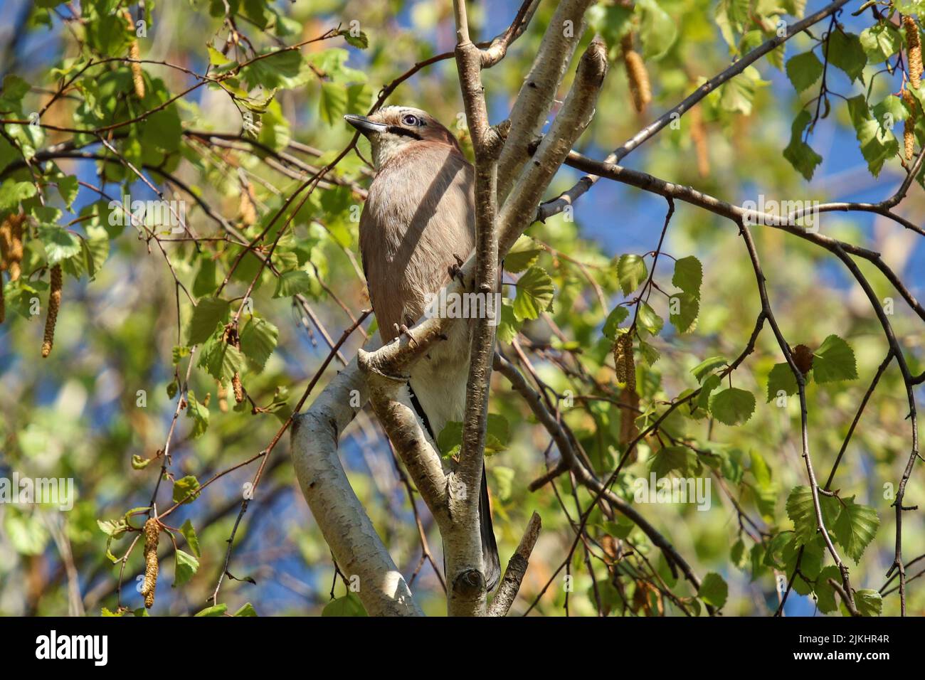 Eine Nahaufnahme eines eichelhäher-Vogels, der auf einem Baum thront Stockfoto