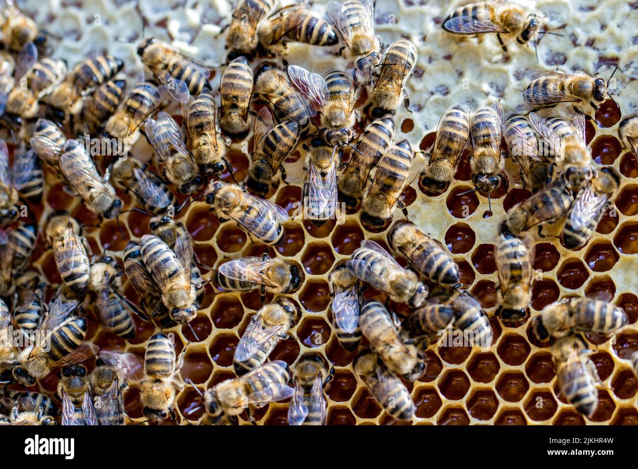 Eine Nahaufnahme von Bienen, die sich auf einem Bienenstock sammeln Stockfoto