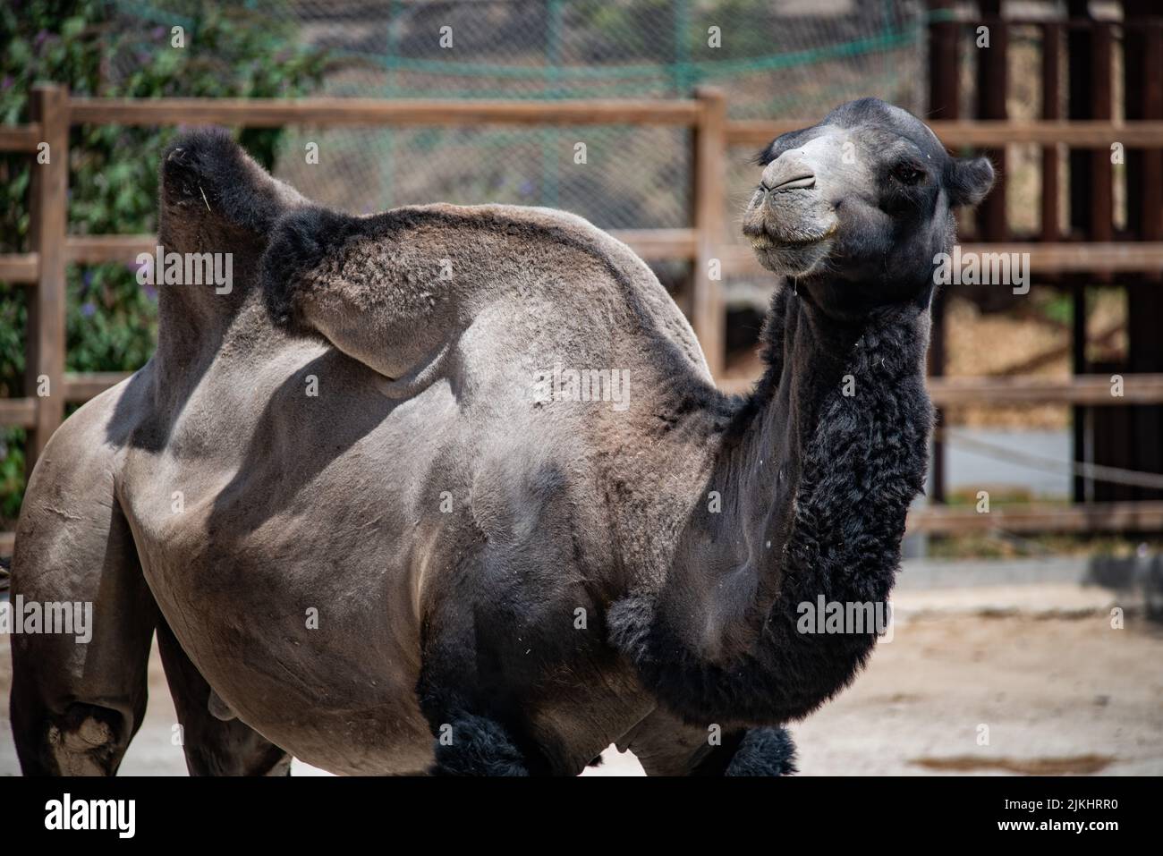 Ein schwarzes Kamel im Zoo in Jerewan, Armenien Stockfoto Ein schwarzes Kamel im Zoo in Jerewan, Armenien Stockfoto
