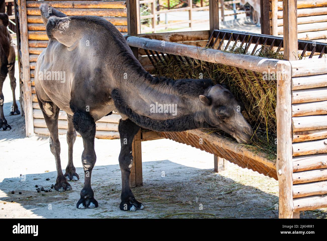 Ein schwarzes Kamel im Zoo von Jerewan Stockfoto Ein schwarzes Kamel im Zoo von Jerewan Stockfoto