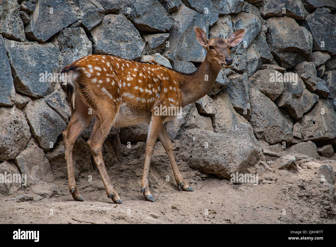 Ein getuckter Hirsch im Zoo in Jerewan, Armenien Stockfoto