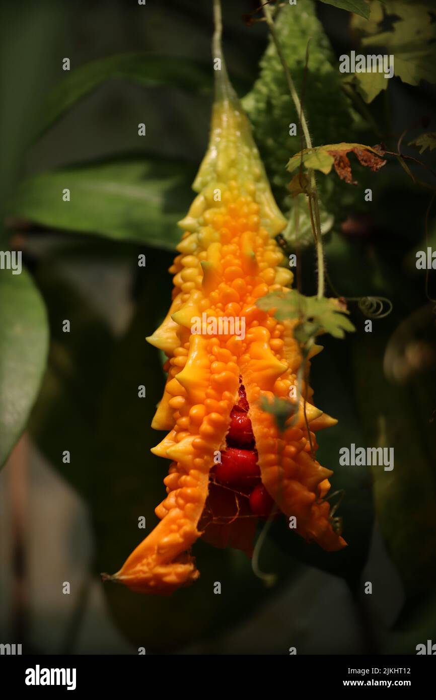 Eine vertikale Nahaufnahme einer reifen orangefarbenen Bittermelonenfrucht mit klebrigen roten Samen im Inneren Stockfoto