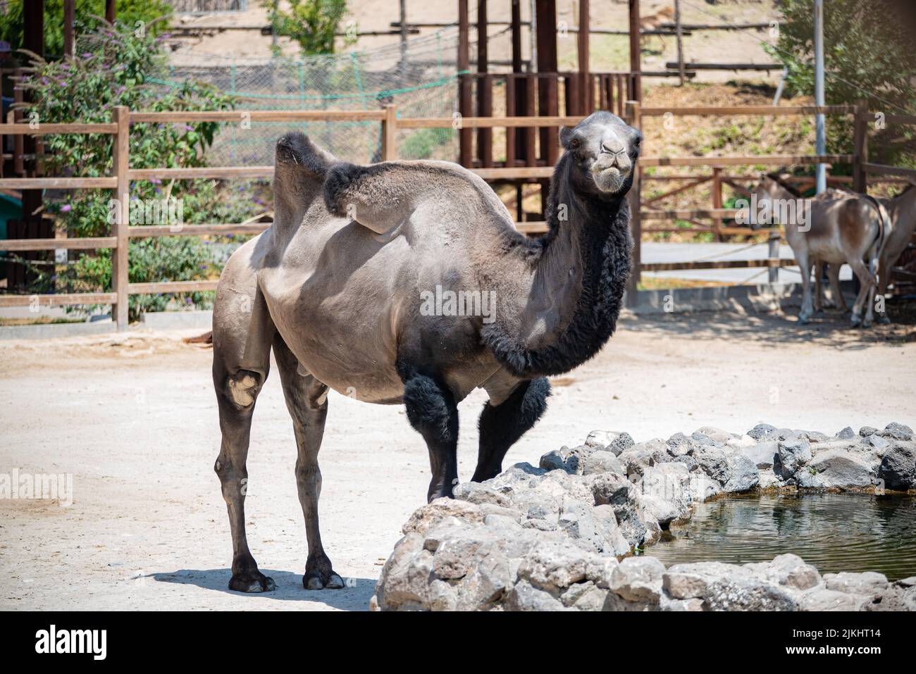 Ein schwarzes Kamel im Zoo in Jerewan, Armenien Stockfoto Ein schwarzes Kamel im Zoo in Jerewan, Armenien Stockfoto