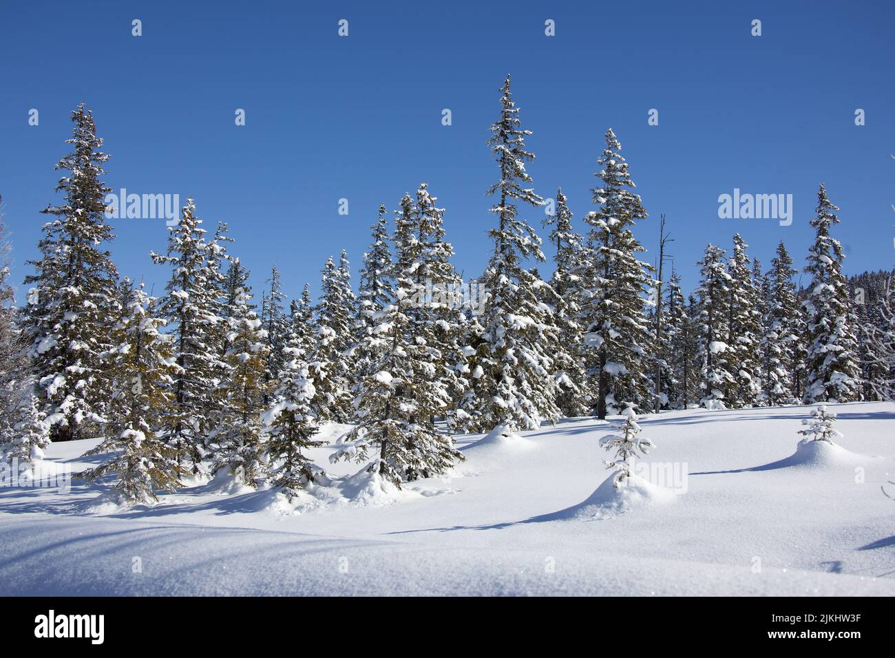 Ein Blick auf einen schönen Pinienwald mit Bäumen und Boden mit unberührtem weißen Schnee bedeckt Stockfoto