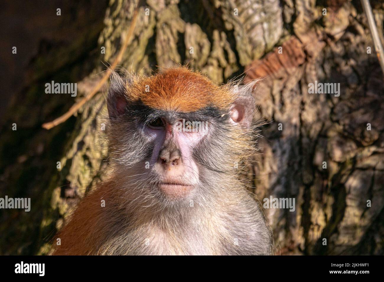 Eine Nahaufnahme eines gewöhnlichen patas-Affen, der im Zoo auf die Kamera schaut Stockfoto