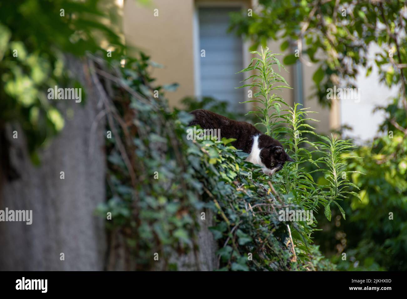 Eine flache Fokusaufnahme einer schwarz-weißen Katze auf einem mit Grün bewachsenen Zaun Stockfoto