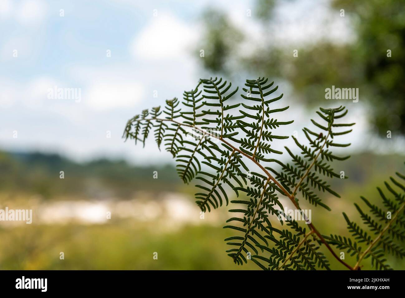 Ein Farnblatt, Waiotapu Thermal Wonderland verschwommen im Hintergrund, Rotorua, Neuseeland Stockfoto