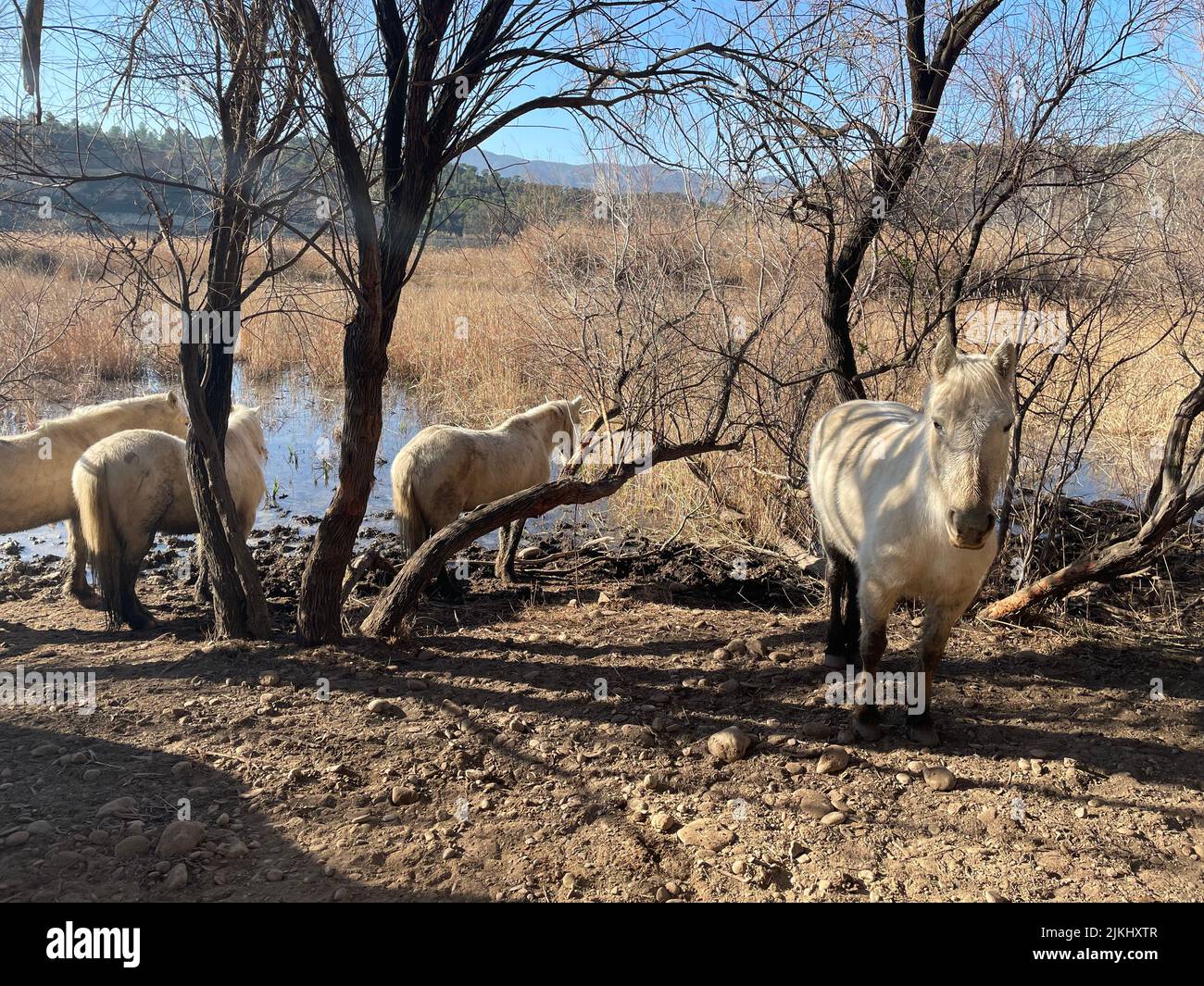 Ein Foto von weißen Camargue-Pferden im Sebes Nature Reserve von Flix, am Ebro River in Katalonien, Spanien Stockfoto