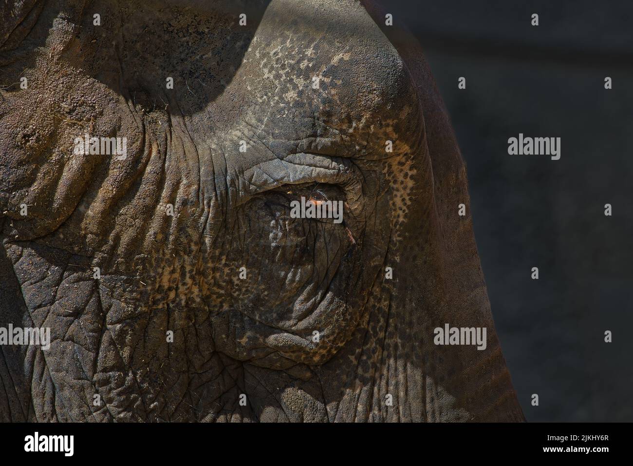 Ein Profil eines großen Elefanten mit einem orangefarbenen Auge Stockfoto